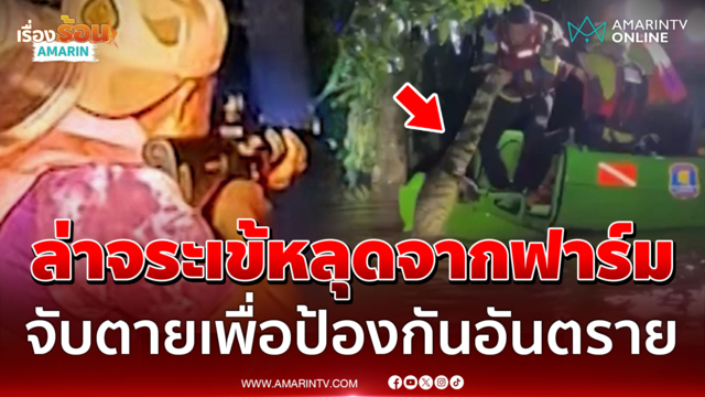 ระทึก! ล่าจระเข้หลุดจากฟาร์ม จับตายเพื่อป้องกันอันตราย 