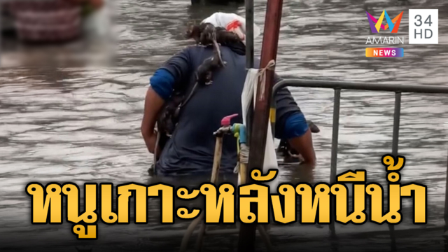 ขนลุกหนุ่มใจบุญ ปล่อยฝูงหนูท่อเกาะหลังหนีน้ำท่วม