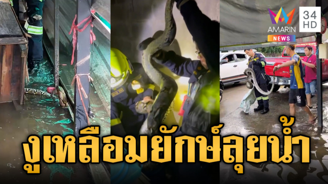 ขนลุกงูเหลือมยักษ์หนีน้ำท่วม โผล่เลื้อยเข้าบ้าน