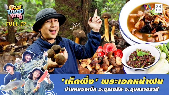 'เห็ดผึ้ง' พระเอกหน้าฝน บ้านหนองเม็ก อ.บุณฑริก จ.อุบลราชธานี