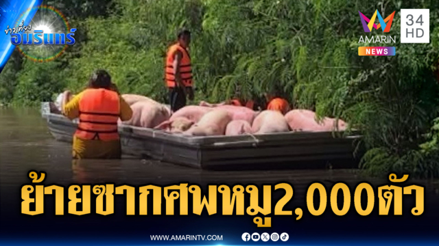 เร่งเคลื่อนย้ายซากหมูจมน้ำตาย 2,000 ตัว หวั่นโรคระบาด