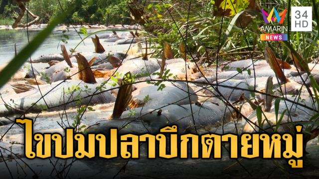 รู้แล้วสาเหตุน้ำท่วมทะลักปลาบึกตายยกบ่อ-เร่งเก็บกู้ซาก