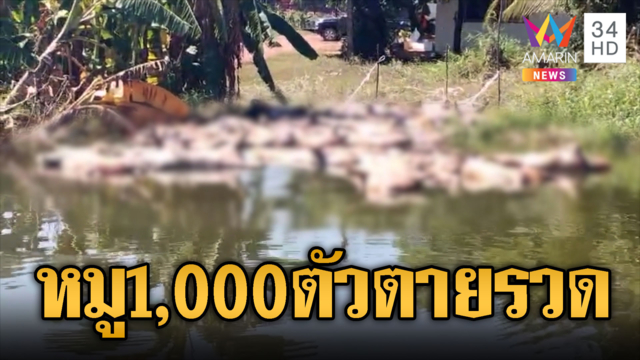 หนีน้ำท่วมไม่ทัน หมูนับพันตัวตายยกฟาร์ม