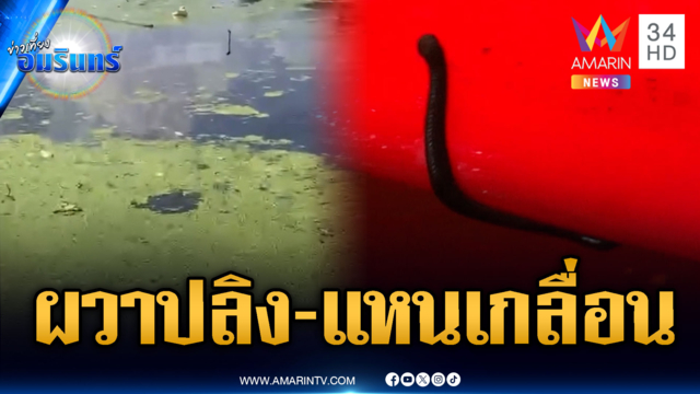 หนองจอกท่วมขังจมบาดาล ผวาปลิง-แหนเกลื่อนชุมชน