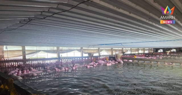 น้ำท่วมฟาร์ม PBA ปราจีนฯ หมูตาย 2 พันตัว กลิ่นเหม็นคลุ้ง วอนช่วยด่วน