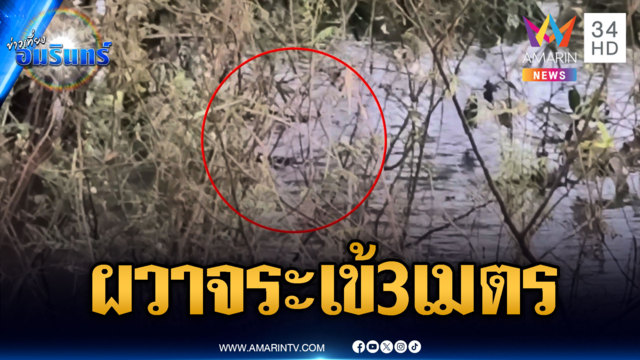 ชาวบ้านผวาเห็นจระเข้ยาว 3 เมตร โผล่กลางน้ำท่วม