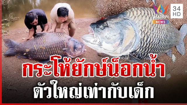 แตกตื่น! กระโห้ยักษ์น็อกน้ำ ชาวบ้านเผยน้ำหนักเกือบร้อยโล