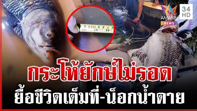 สุดยื้อ! ปลากระโห้ยักษ์ไม่รอด หลังชาวบ้านช่วยสุดชีวิต
