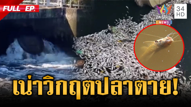 คลองรังสิตเน่าวิกฤต! ปลาตายเกลื่อน ทั่วไทยอ่วมหนักน้ำป่าซัดท่วม
