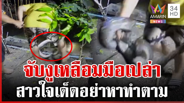 สาวใจเด็ด! จับงูเหลือมยักษ์มือเปล่า มากับน้ำลอบกินเป็ด 