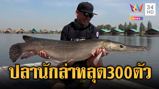 เร่งล่าตัวด่วน! ปลาอัลลิเกเตอร์ยักษ์หลุด 300 ตัว