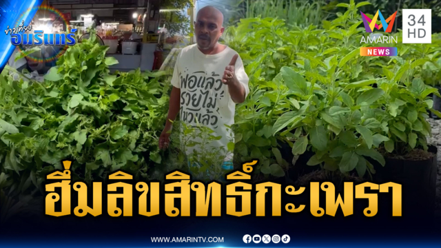 จบดรามาจดทะเบียนกะเพรา 4 สายพันธุ์-หมอปลาเฉ่งยับ