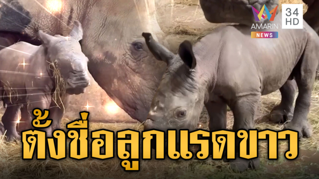 สวนสัตว์เปิดเขาเขียวชวนตั้งชื่อลูกแรดขาว มีให้เลือก 4 ชื่อ