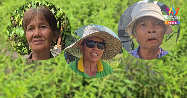 เกษตรกรบุรีรัมย์ กังวลเอกชนจดทะเบียนกะเพรา 4 พันธุ์ใหม่ ผวาไม่กล้าขาย