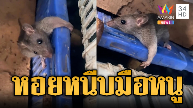 หอยหนีบมือหนู! ร้องตาใสขอความช่วยเหลือมนุษย์