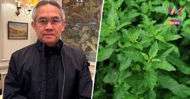“สุรเดช” ค้านจดทะเบียนคุ้มครองกะเพรา ไม่เห็นด้วยนายทุนผูกขาด