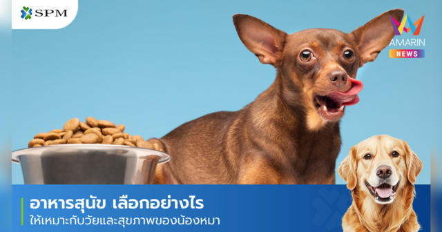 อาหารสุนัข ยี่ห้อไหนดี? รวมวิธีเลือกให้เหมาะกับสุขภาพน้องหมา