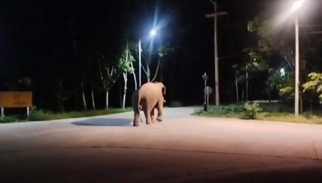 ช้างป่า พังขนำ ทำร้ายชายพิการบาดเจ็บ