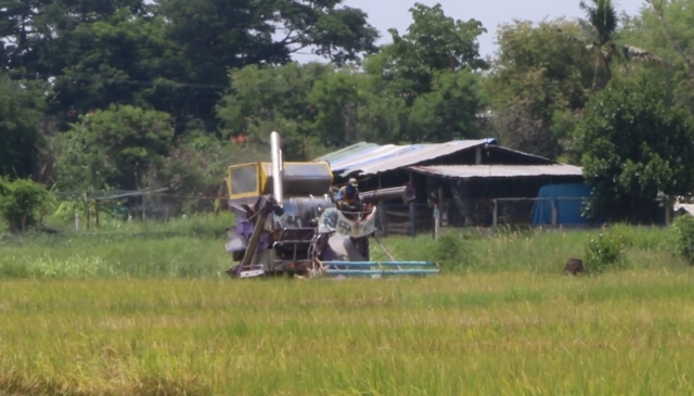 ชาวนาขอนแก่นโอด!ขายข้าว 1 กก.ยังซื้อบะหมี่กึ่งสำเร็จรูป 1 ห่อไม่ได้