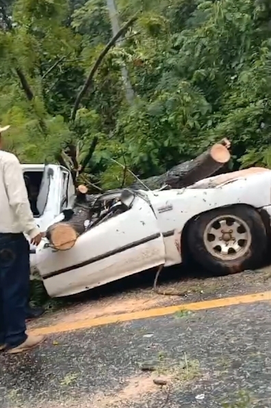 ฝนกระหน่ำต้นไม้โค่นทับกระบะดับ 2