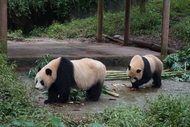 หลินปิงและตูตู ภาพจากเฟซบุ๊ก Royal Thai Consulate-General in Chengdu สถานกงสุลใหญ่ ณ นครเฉิงตู