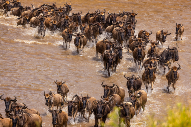 ฝูงวิลเดอบีสต์อพยพข้ามแม่น้ำ Mara ในอุทยานแห่งชาติเซเรนเกติ