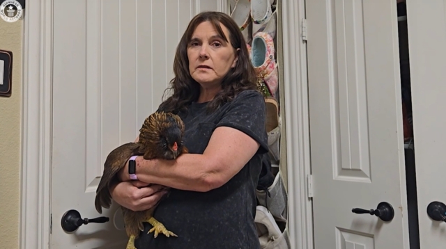 แม่ไก่อายุมากที่สุดในโลก ขอบคุณภาพจาก Guinness World Records