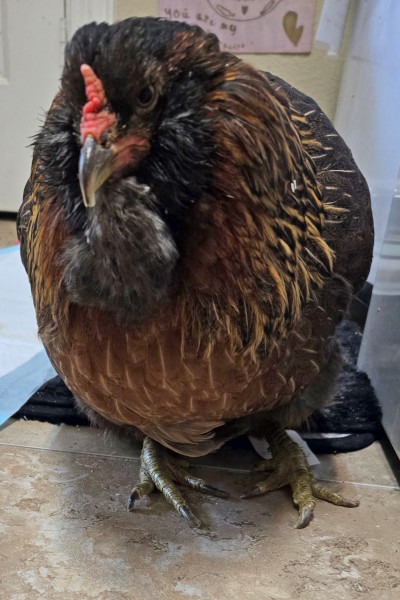 แม่ไก่อายุมากที่สุดในโลก ขอบคุณภาพจาก Guinness World Records