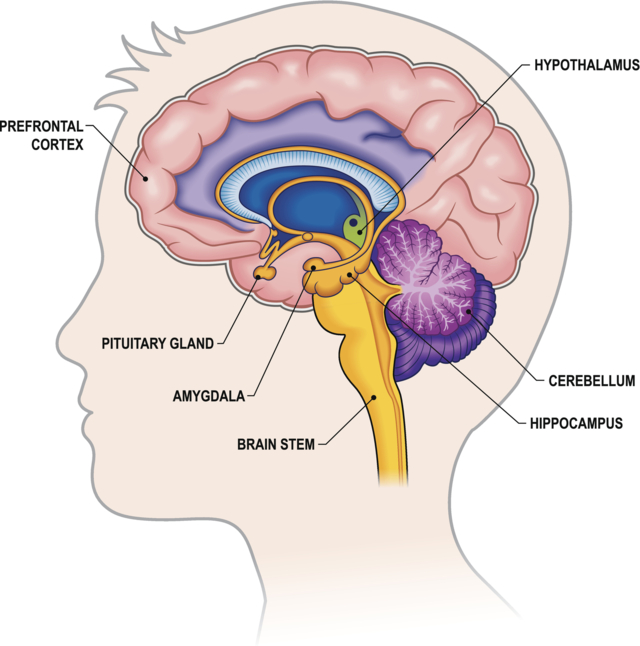 ภาพแสดงสมองส่วน Prefrontal Cortex (PFC) 