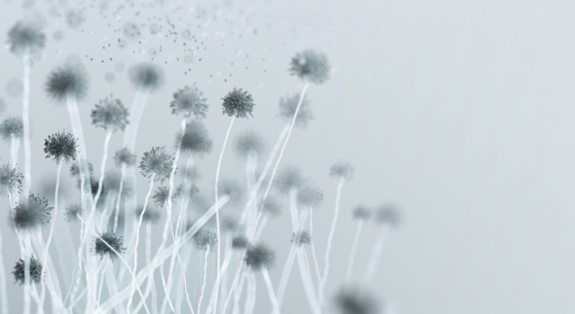 ภาพแสดงเชื้อราไมโคท็อกซิน (Mycotoxins)