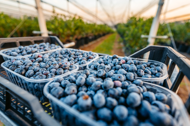 บลูเบอร์รี่