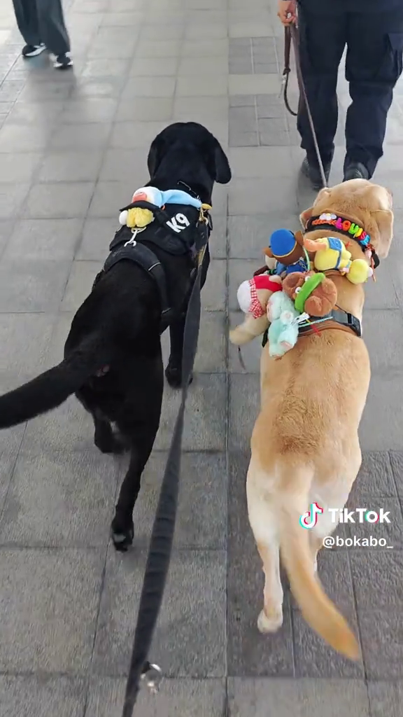 ขอบคุณภาพจาก tiktok : bokabo_โบกะโบ้