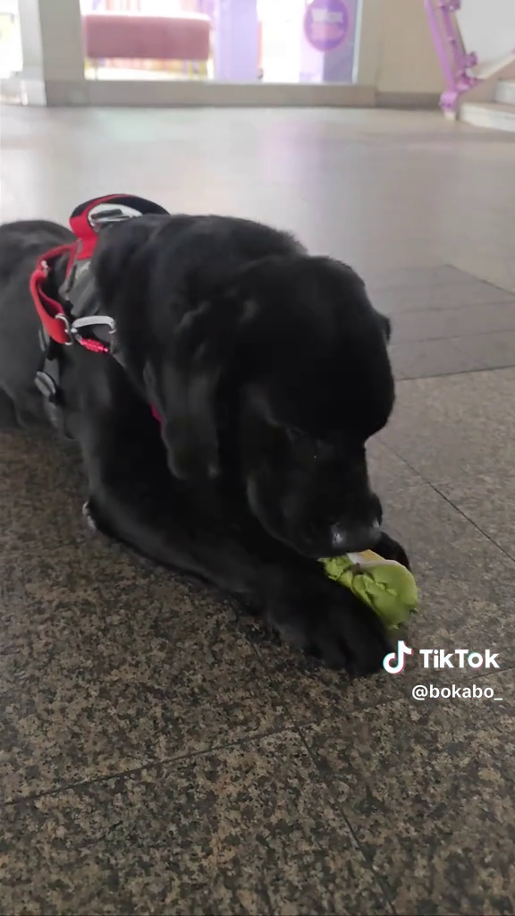 ขอบคุณภาพจาก tiktok : bokabo_โบกะโบ้