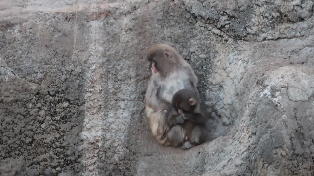 ภาพจาก ichikawa_zoo