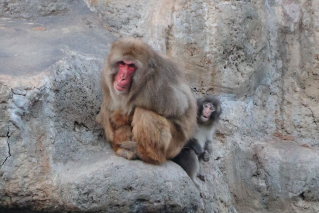 ภาพจาก ichikawa_zoo