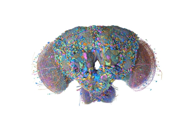 แผนที่โครงข่ายประสาท 3 มิติ (connectome) ของแมลงวันทองหรือแมลงวันผลไม้ตัวผู้ โดย Google Research ร่วมกับ HHMI Janelia Research Campus