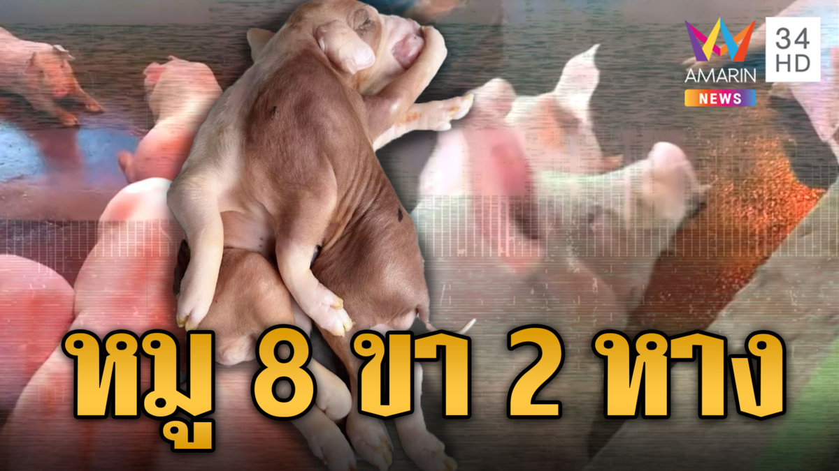 ฮือฮาหมูประหลาด 8 ขา 2 หาง