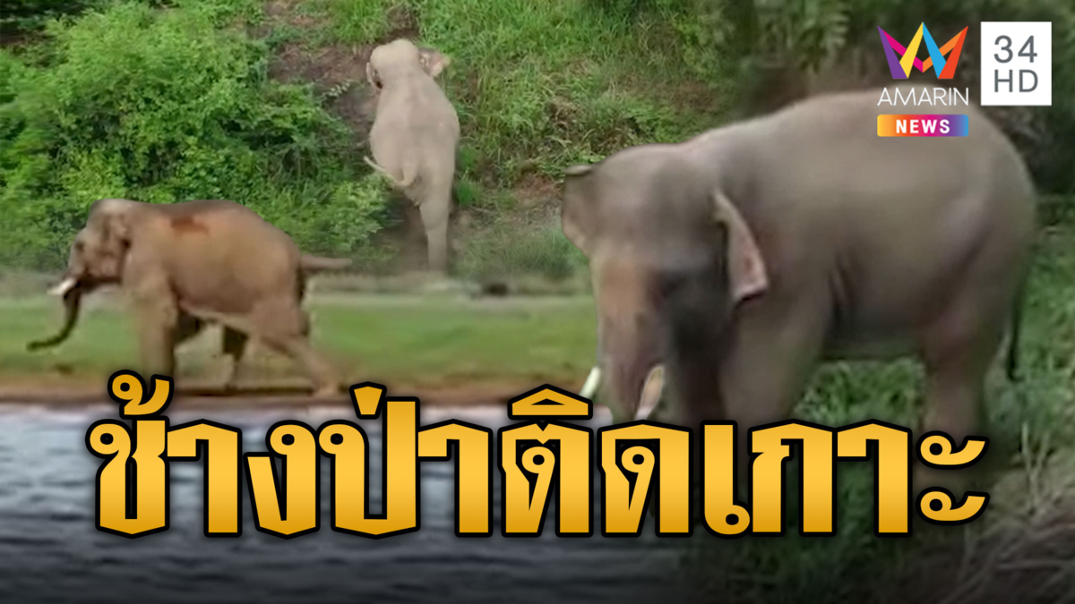 ช่วยหนูด้วยช้างป่า 'น้องพลายซัน' ติดเกาะแรมปี