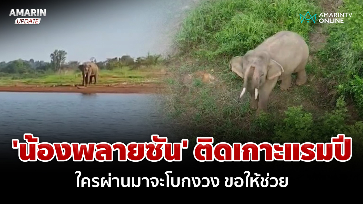 วอนช่วย 'น้องพลายซัน' ติดเกาะแรมปี ใครผ่านมาจะโบกงวงขอให้พาไปด้วย
