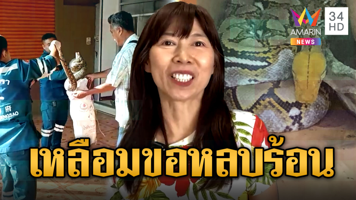 สาวผงะแรง! ใส่บาตรเสร็จหันมาจ๊ะเอ๋ 'งูเหลือม' หนีร้อนซุกกระถางต้นไม้
