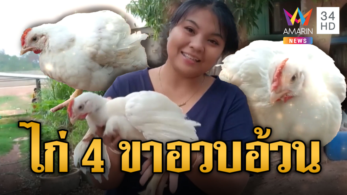 ฮือฮา! ไก่ 4 ขาอวบอ้วน เจ้าของเชื่อเลี้ยงไว้ให้โชค