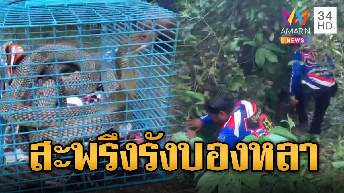 สะพรึง! รังบองหลาในสวนยางพารา เลื้อยยั้วเยี้ยนับสิบ