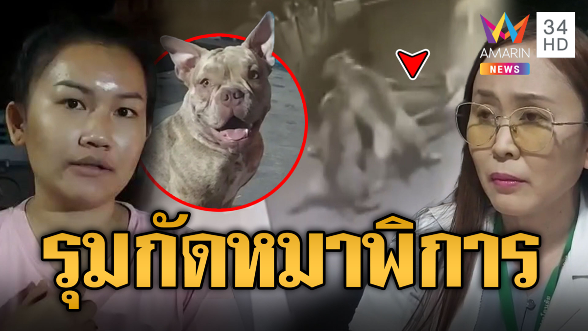 เภสัชกรผวา! อเมริกันบูลลี 6 ตัว บุกร้านรุมกัดหมาพิการไม่มีทางสู้