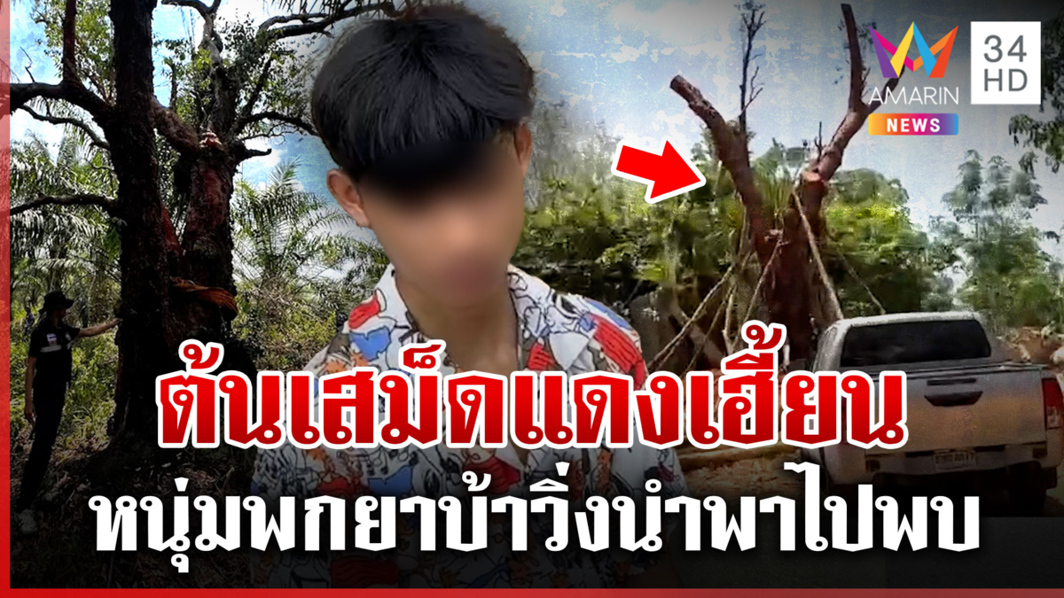 ต้นเสม็ดแดง 100 ปีเฮี้ยน เชื่อนางไม้นำพาให้หนุ่มพกยาบ้าวิ่งนำพาไปพบ