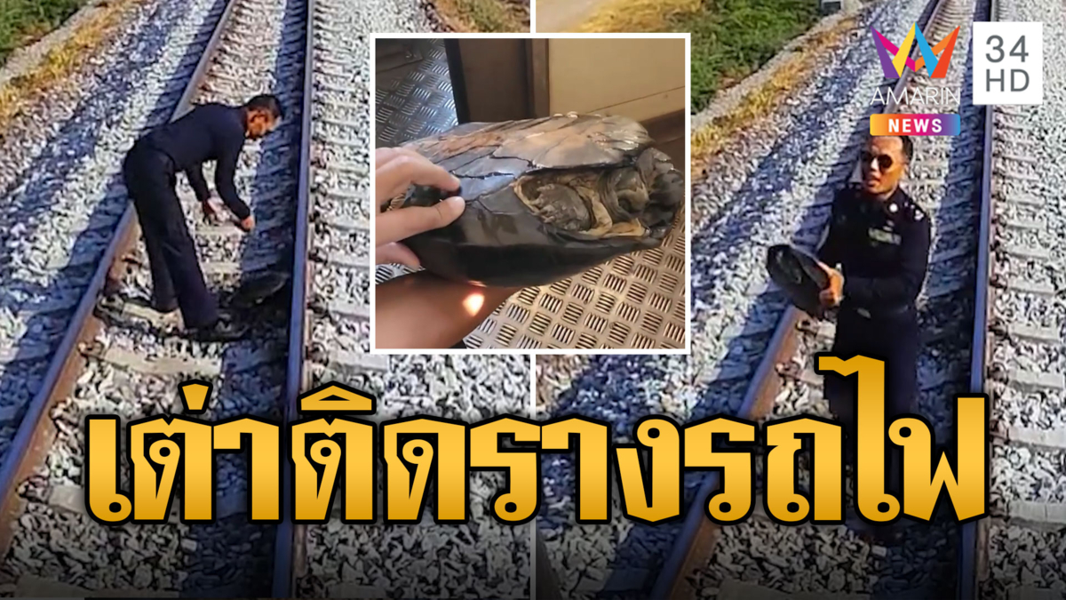 เต่าติดรางรถไฟ ตากแดดร้อนๆ ชาวเน็ตส่องเลขขบวน