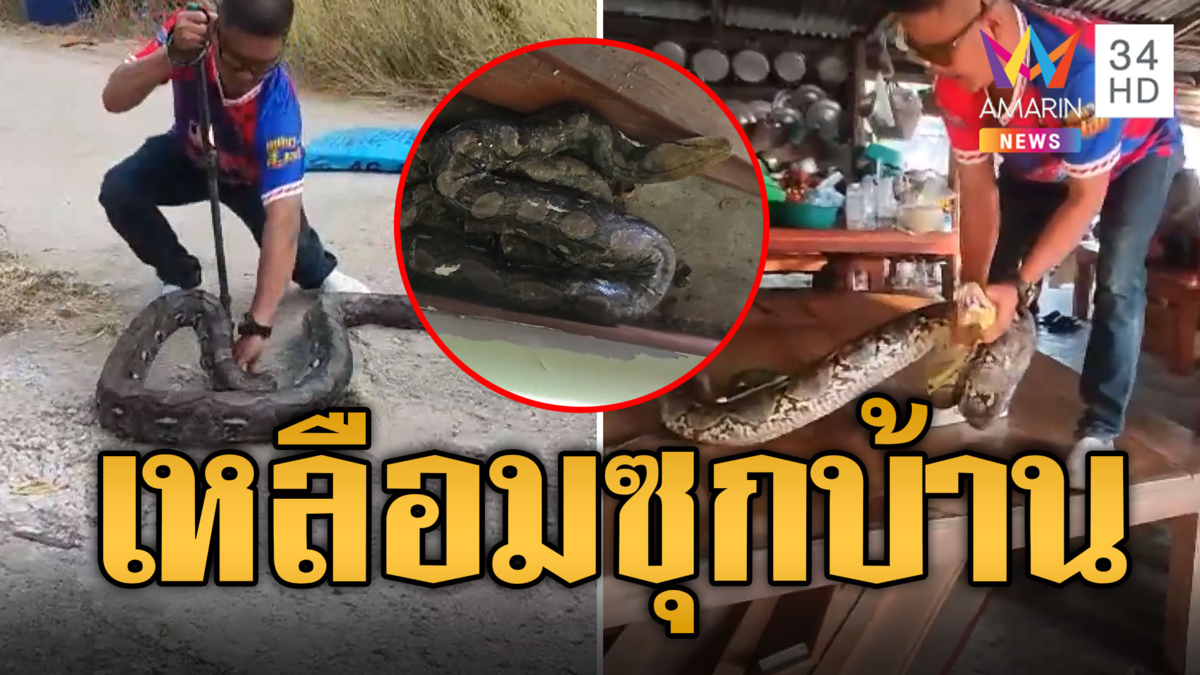 หมาเห่าลั่นบ้านทั้งคืน ตื่นมาเจอเหลือม 4 เมตรซุกในบ้าน