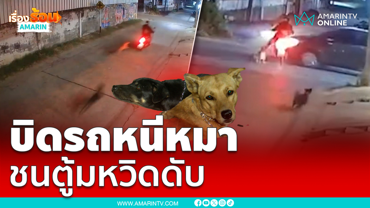 หนุ่มขี่รถหนีหมาชนตู้มหวิดดับ