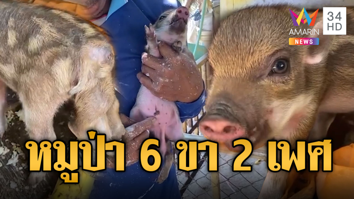 สุดแปลก! "น้องทองพูน" ลูกหมูป่ากำพร้า 6 ขา อวัยวะเพศ 2 อัน