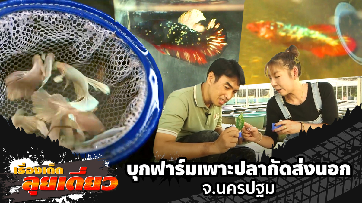 เรื่องเด็ดลุยเดี่ยว | บุกฟาร์มเพาะปลากัดส่งนอก จ.นครปฐม