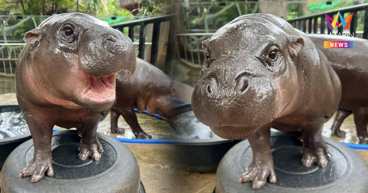 ททท.มอบประกาศเกียรติคุณและโล่เกียรติคุณแก่ "หมูเด้ง"